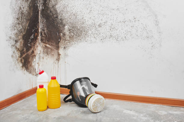 Best Certified Mold Removal  in Stephens City, VA