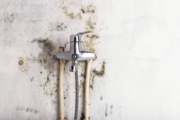 Best Local Mold Removal Service  in Stephens City, VA
