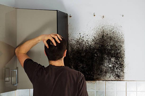 Best Toxic Mold Removal  in Stephens City, VA