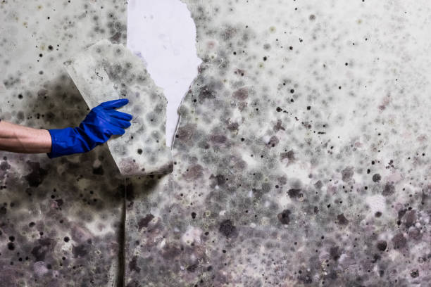 Best Mold Removal Company Near Me  in Stephens City, VA